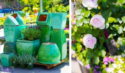 container garden for summer green pottery and roses