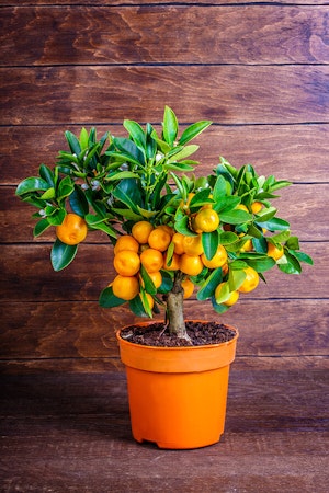 mandarine tree