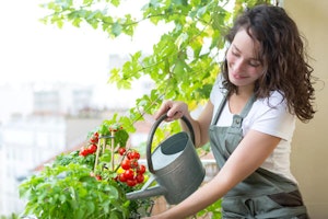 Determinate Tomatoes