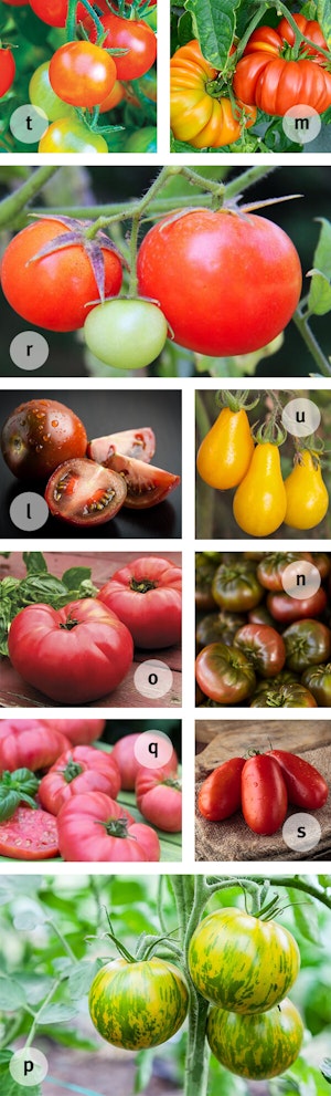 Top 10 Heirloom Tomato Plants