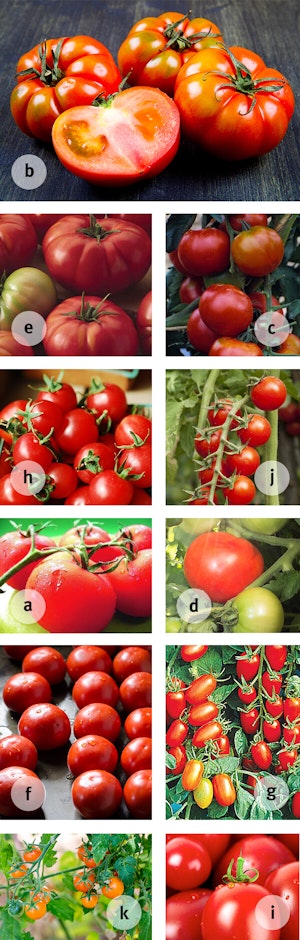 Hybrid Tomato Plants