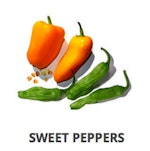 Sweet Peppers