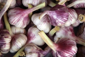 Garlic Bulbs
