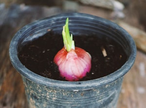 Shallot Bulbs