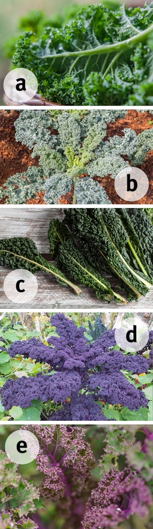five varieties of kale