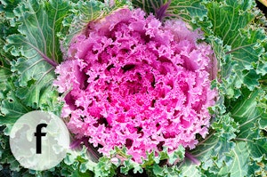 purple ruffle kale