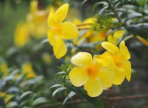 Carolina Jessamine