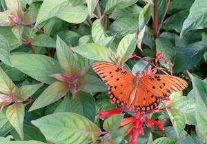 Hamelia