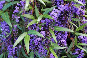Hardenbergia Violaceae
