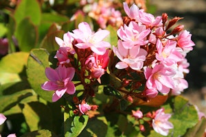 Indian Hawthorne