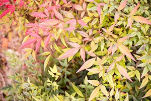 Nandina Domestica