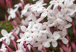 Pink Jasmine