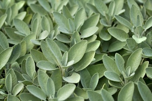 Common Sage