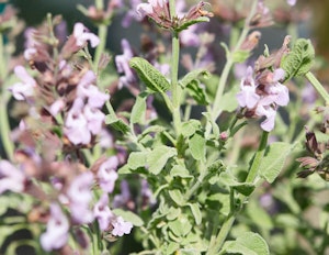 Greek sage