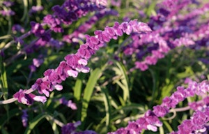 Mexican Bush Sage