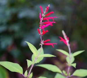 Pineapple Sage