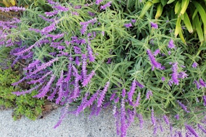 Russian Sage