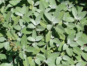 Berggarten Sage