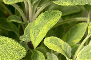 Golden Garden Sage