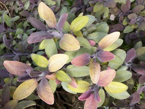 Purple Garden Sage