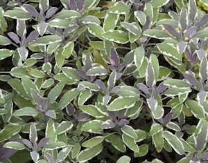 Tricolor Sage