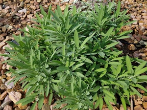 Spanish Sage