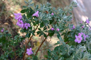 Texas Sage Bush