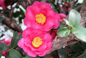 Kanjiro Camellia