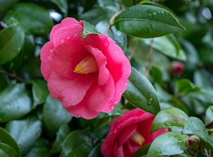 Kumasaka Camellia
