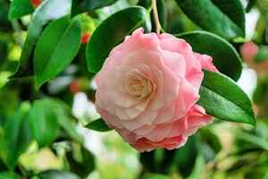 Nuccio's Pearl Camellia
