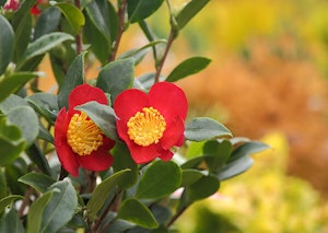 Yuletide Camellia