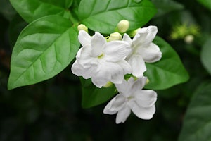 Arabian Jasmine