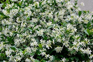Asian Star Jasmine