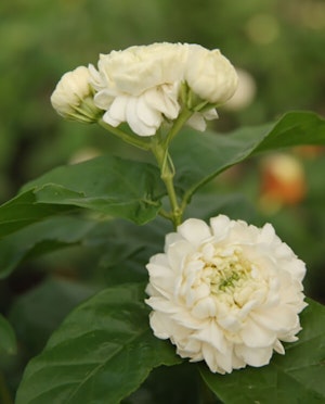 Grand Duke Arabian Jasmine