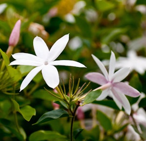 Pink Jasmine