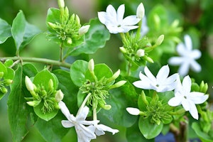 Star Jasmine