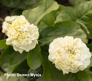 Summer Soul Arabian Jasmine