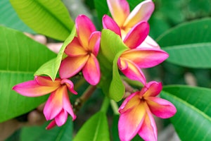 Multi-colored Plumeria