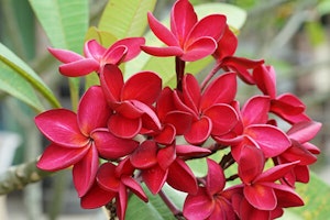 Red Plumeria Varieties