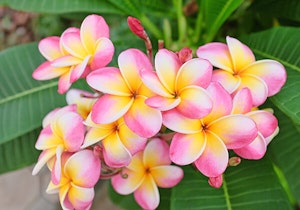 Multi-colored Plumeria Varieties