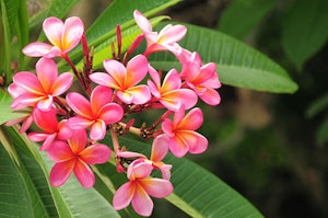 Pink Plumeria Varieties