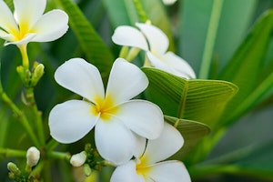 White Plumeria Varieties