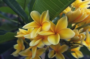 Yellow Plumeria Varieties