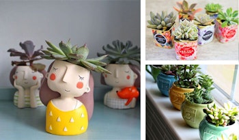Small & Fun Succulents