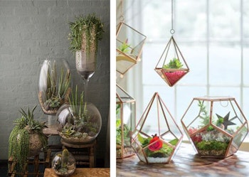 Cactus and Succulents in Glass Vases
