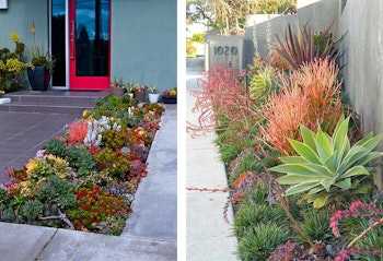Cactus and Succulents Borders