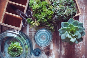Planting Cactus and Succulents