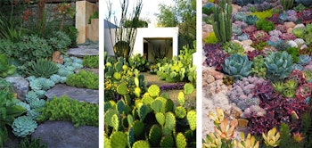 Cactus and Succulents Gardens