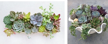 Table top succulents