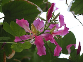 Purple Orchid Tree